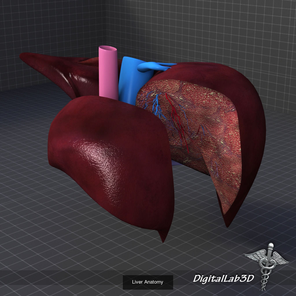 Complete Internal Organs Package 3D Model Collection_14