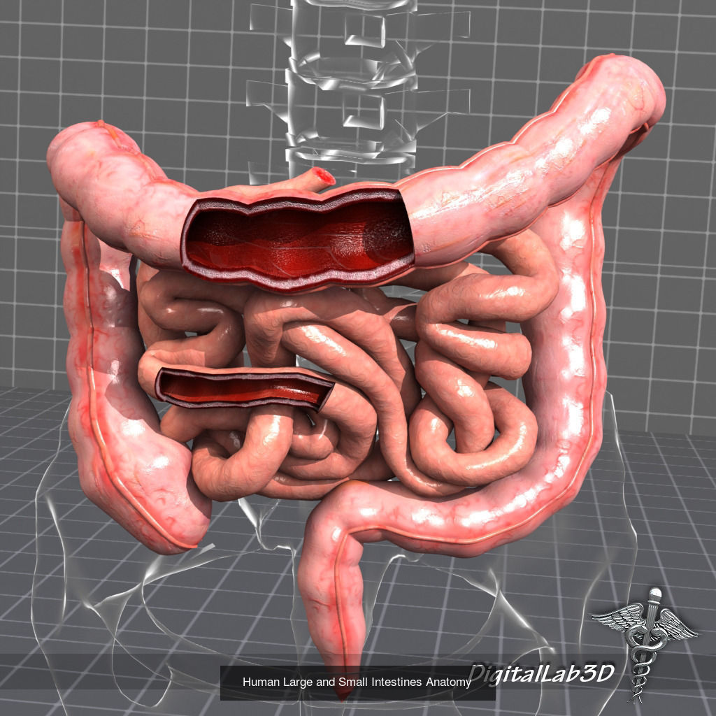 Complete Internal Organs Package 3D Model Collection_18
