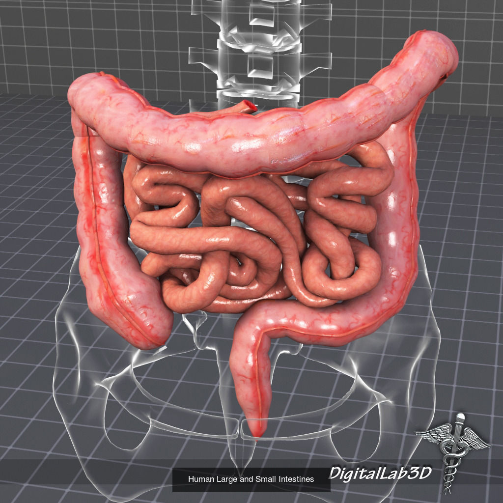 Complete Internal Organs Package 3D Model Collection_13
