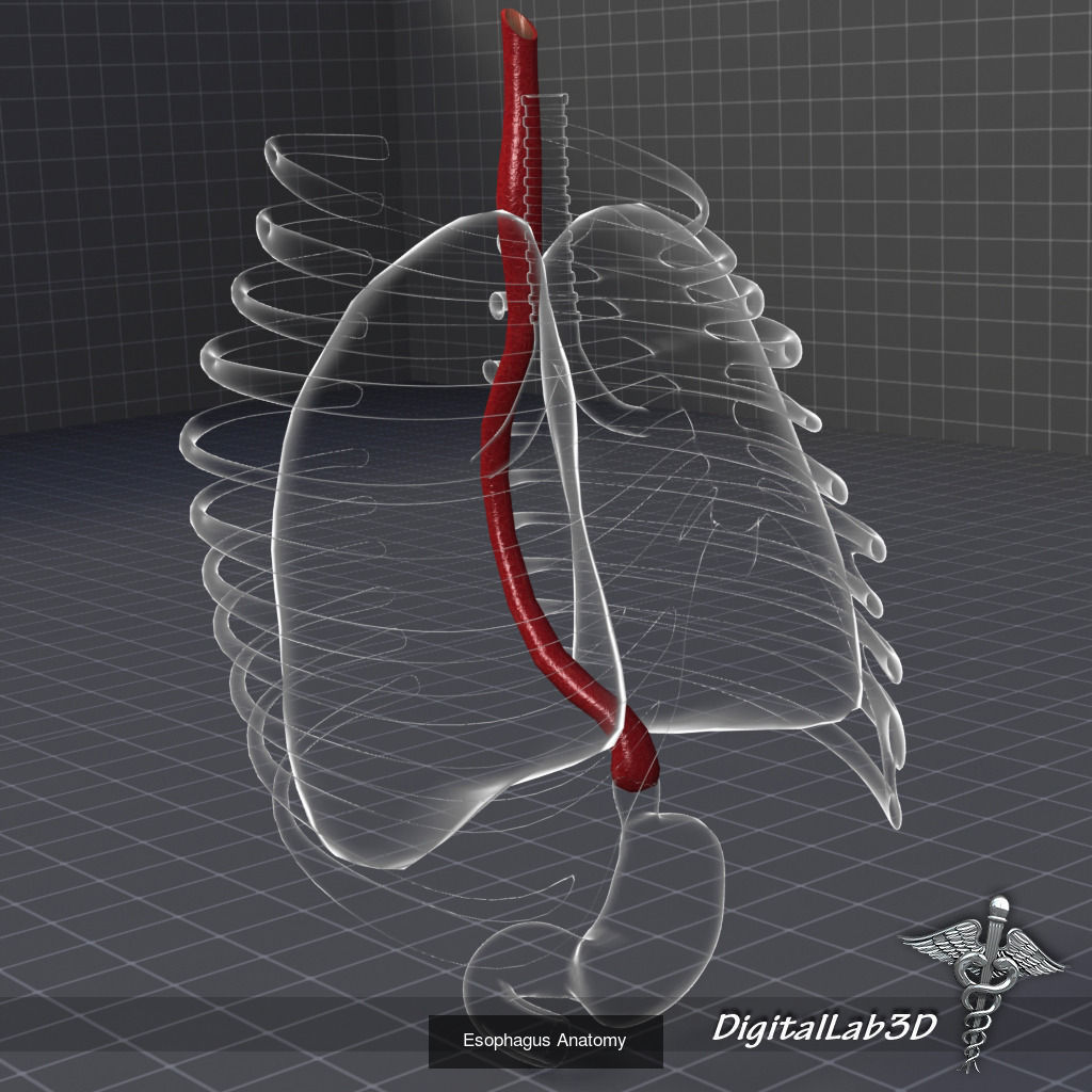 Complete Internal Organs Package 3D Model Collection_9