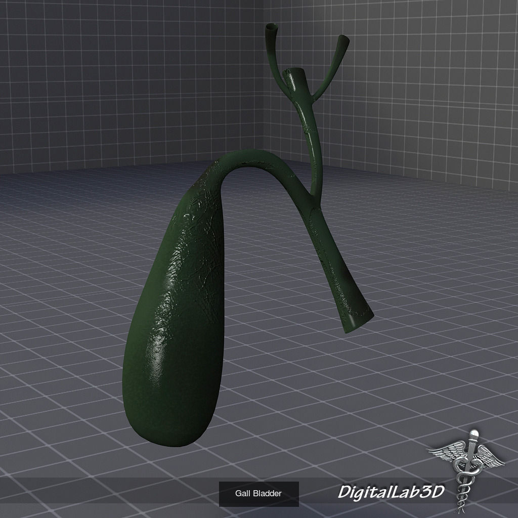 Complete Internal Organs Package 3D Model Collection_16