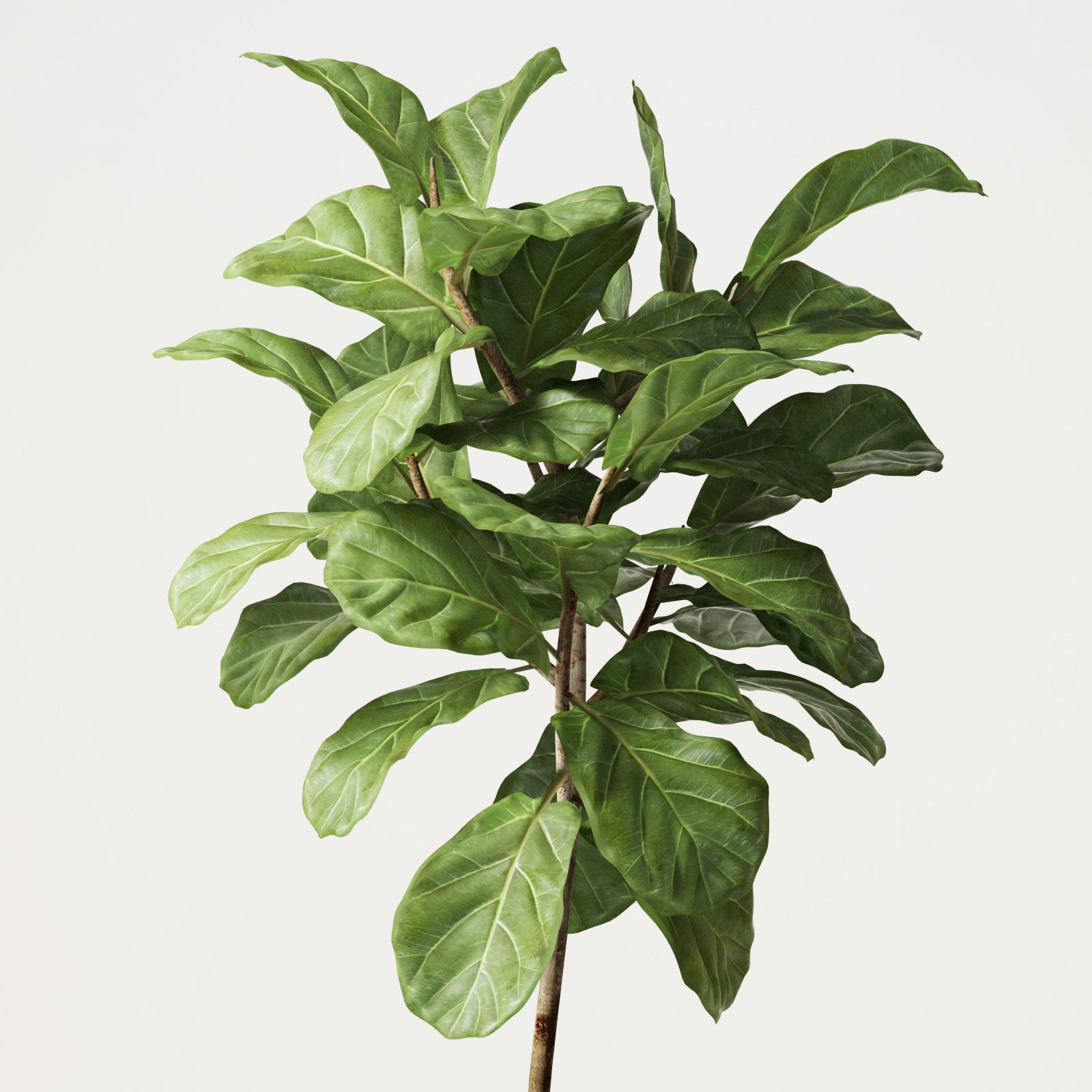 ficus lyrata 3D model_4