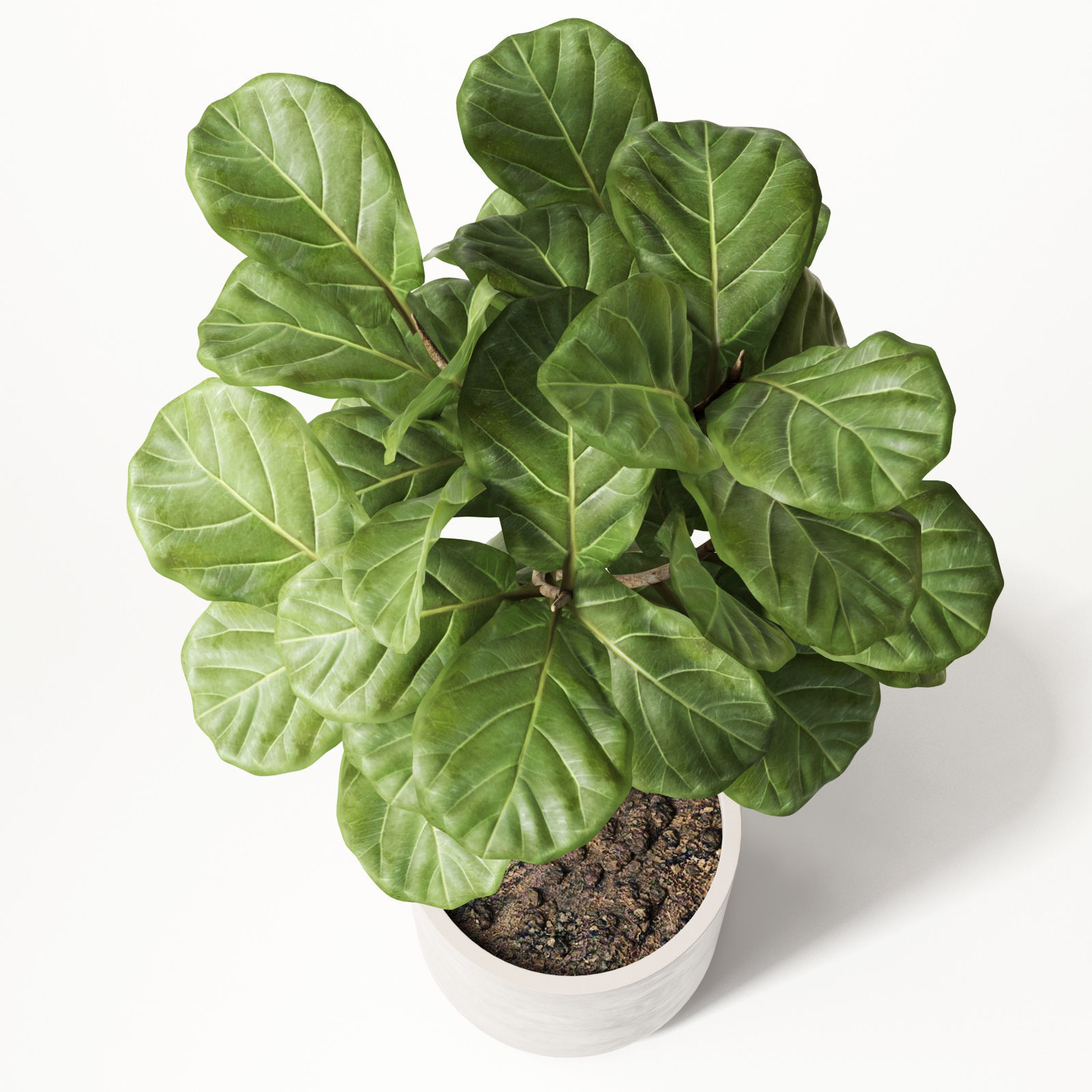 ficus lyrata 3D model_5