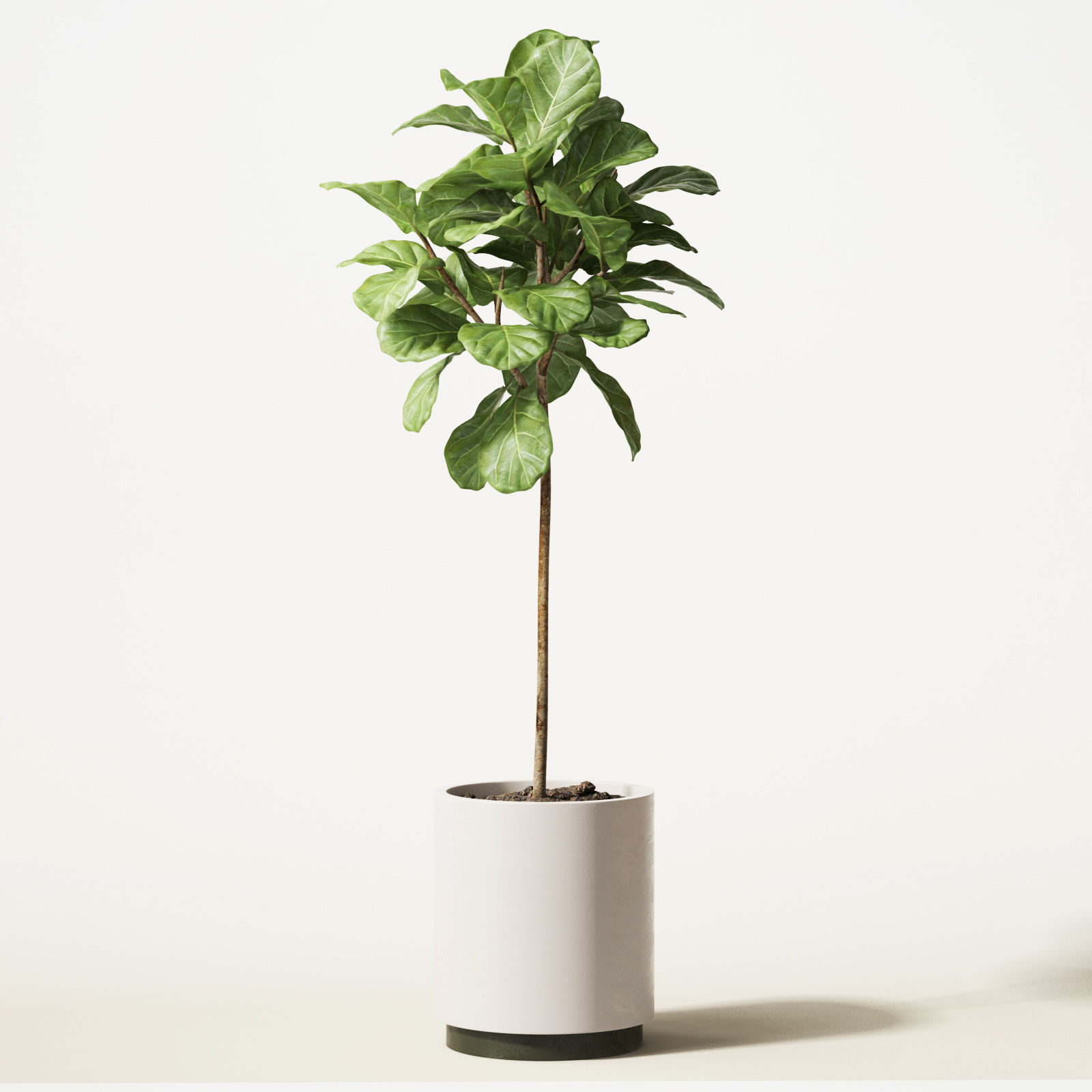 ficus lyrata 3D model_2
