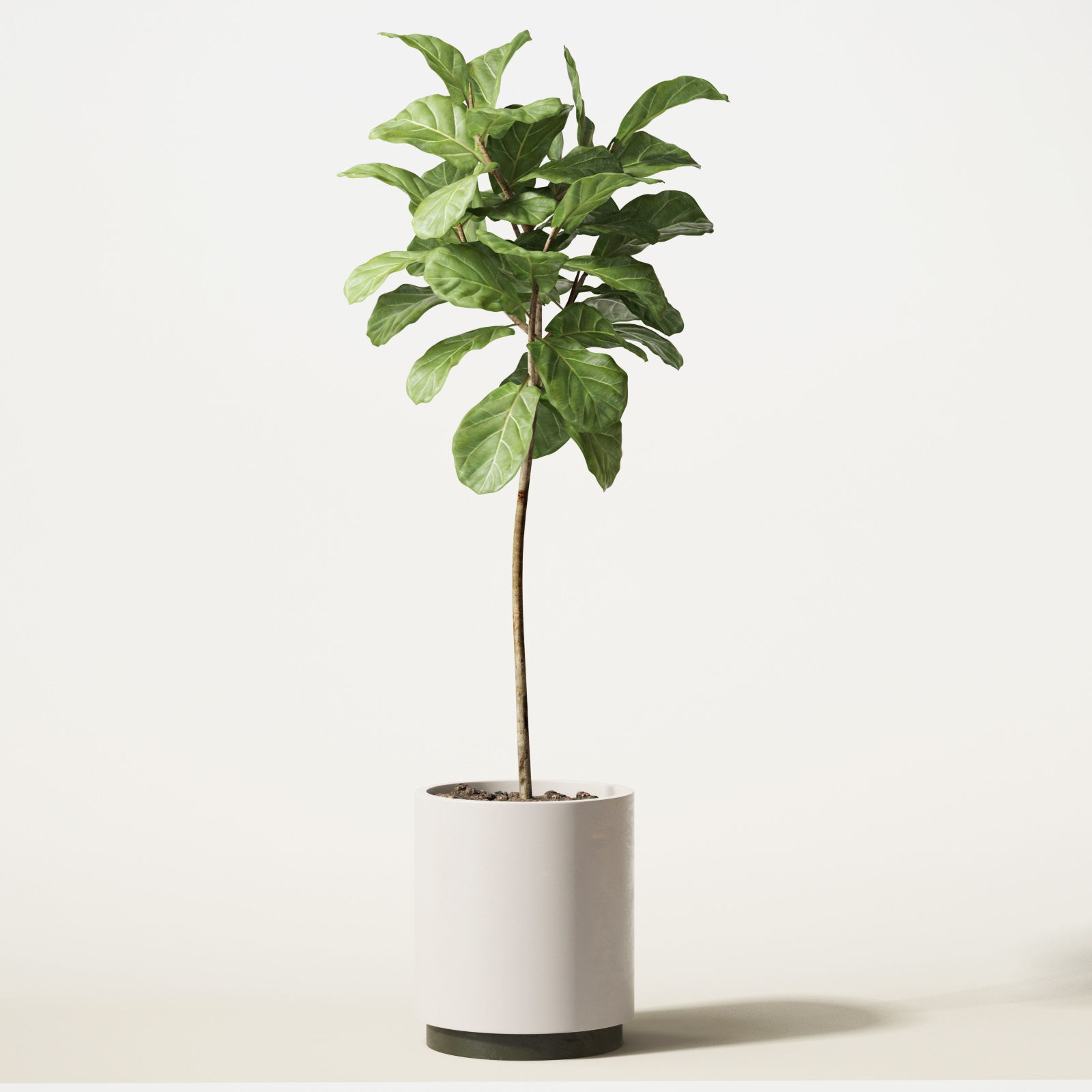 ficus lyrata 3D model_3