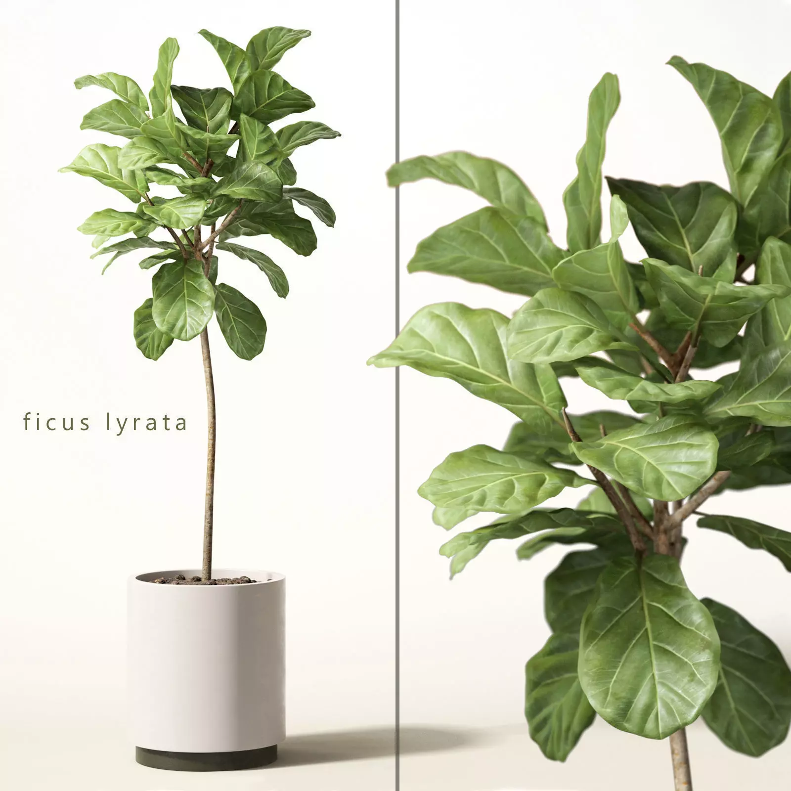 ficus lyrata 3D model_0