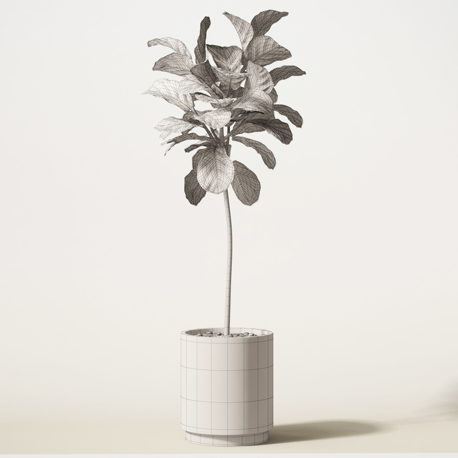 ficus lyrata 3D model_6
