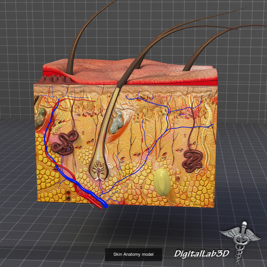 Complete Human Body Systems Collection _15