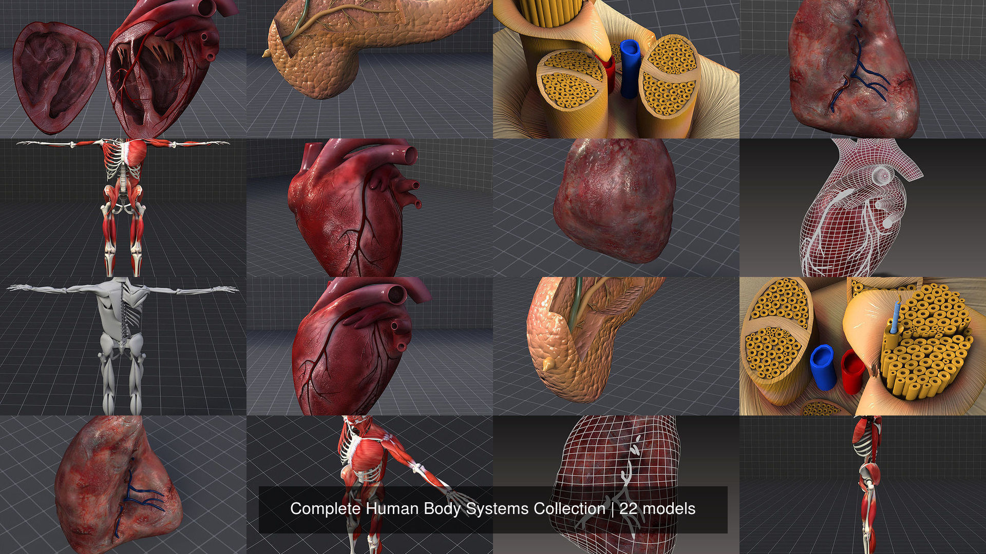 Complete Human Body Systems Collection _4