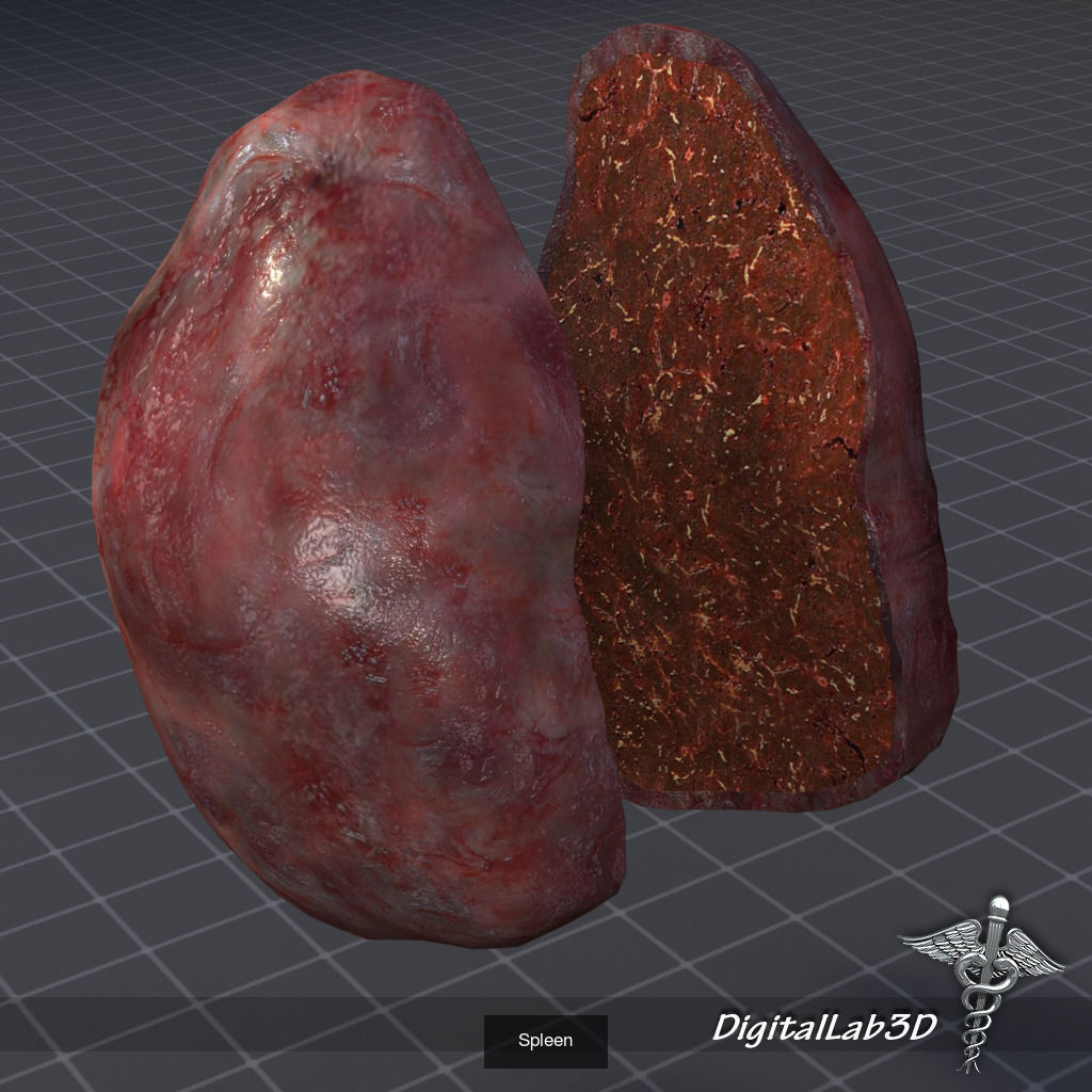 Complete Human Body Systems Collection _19