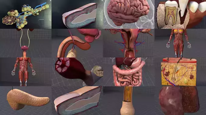 Complete Human Body Systems Collection 