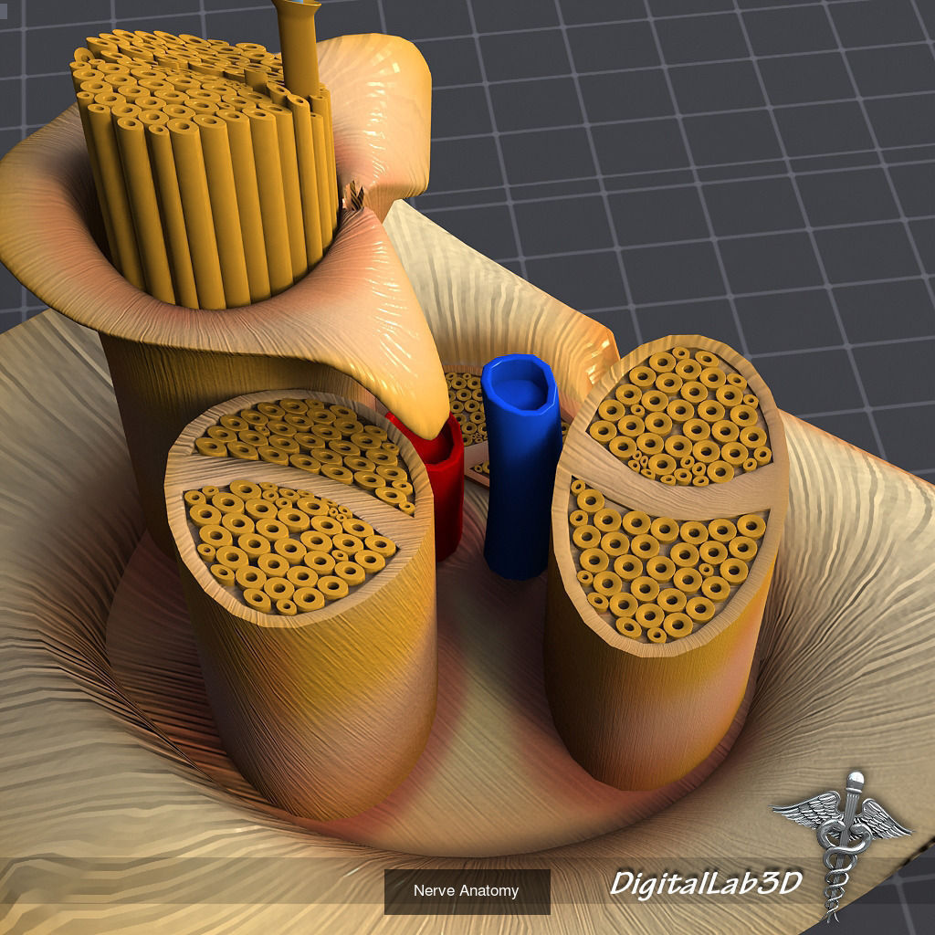 Complete Human Body Systems Collection _23