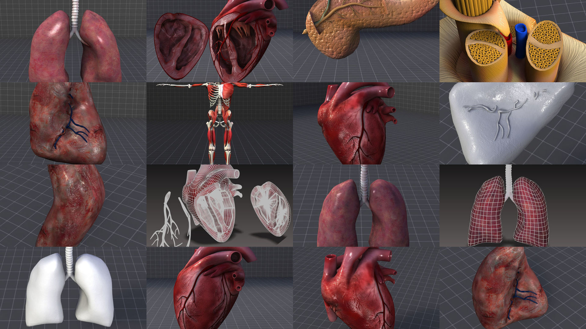 Complete Human Body Systems Collection _3