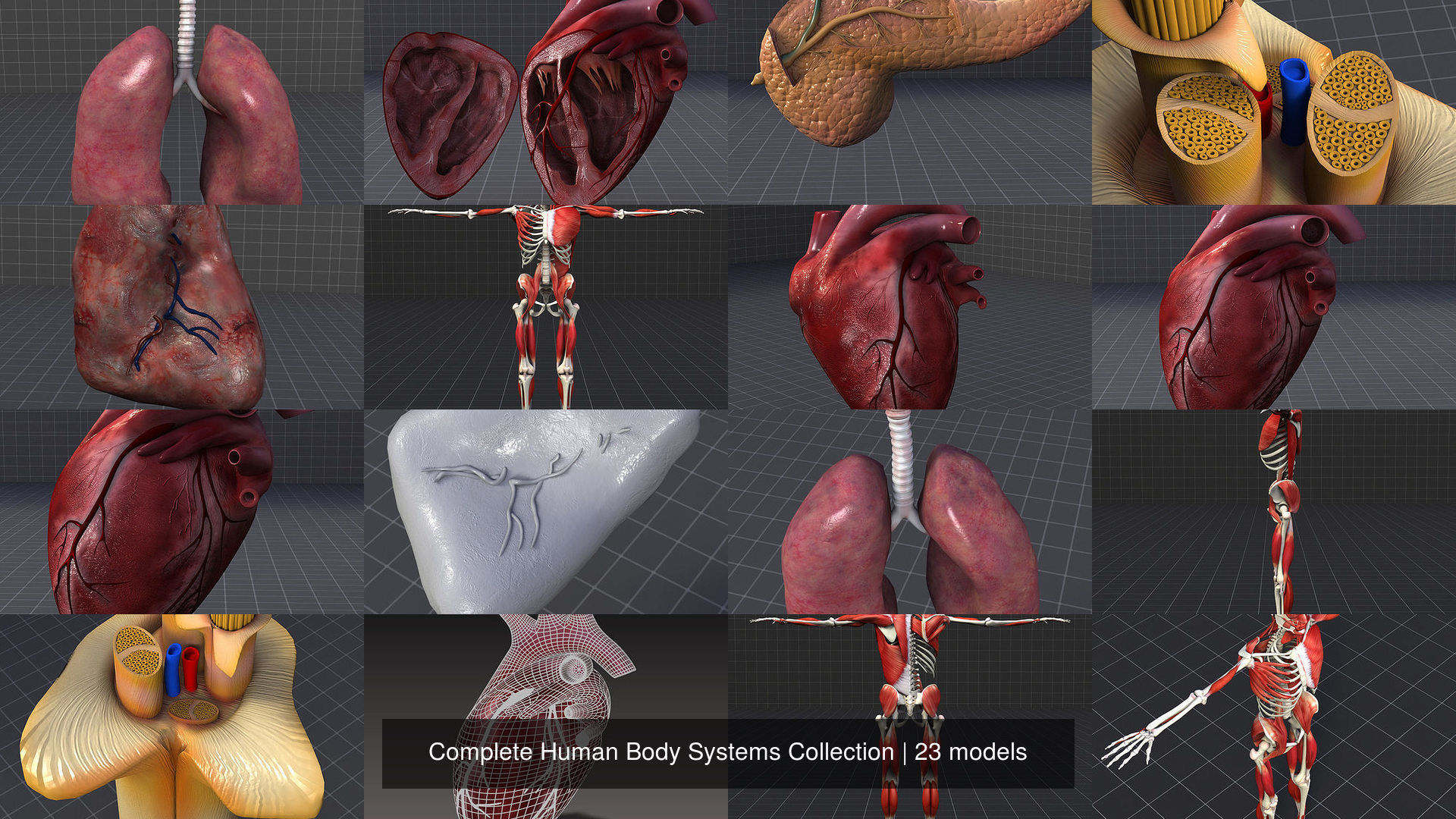 Complete Human Body Systems Collection _2
