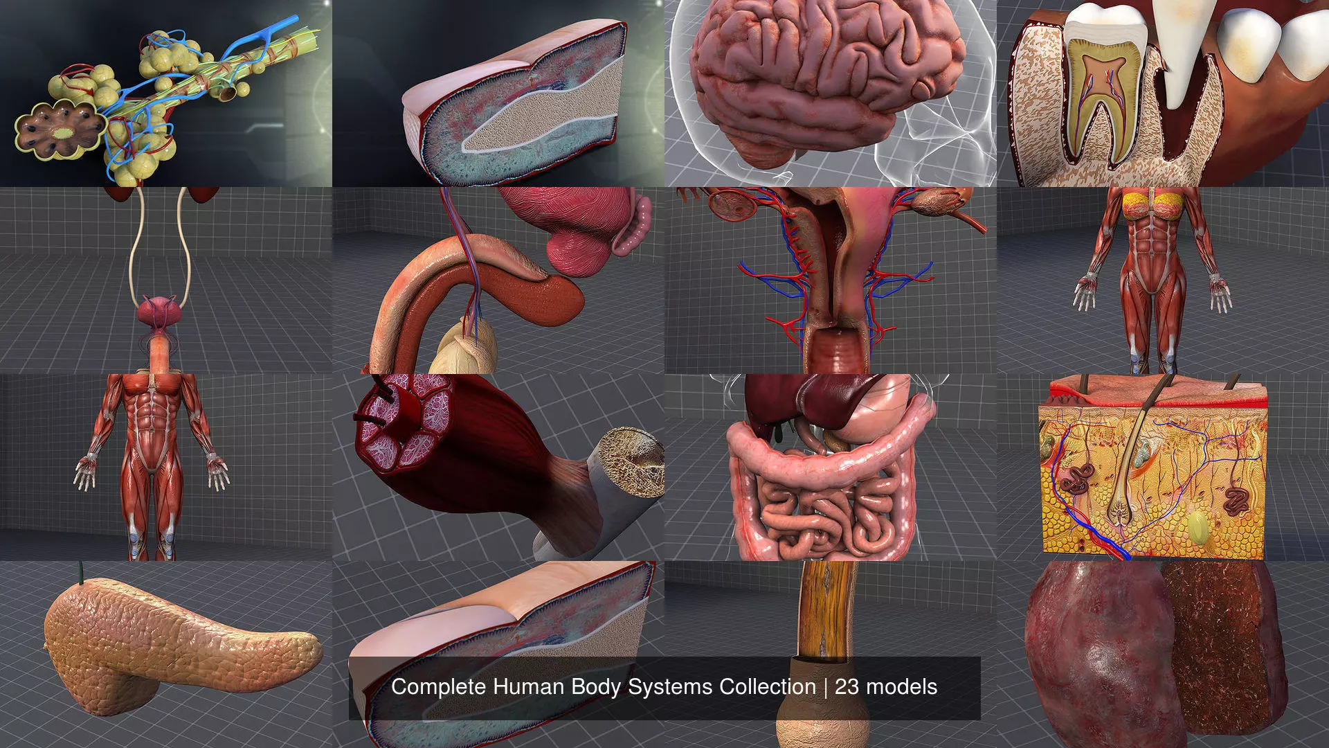Complete Human Body Systems Collection _1