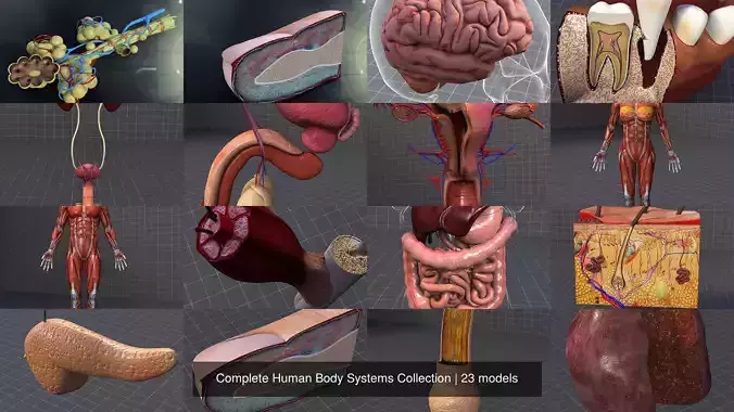 Complete Human Body Systems Collection