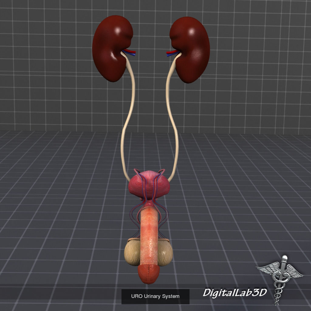 Complete Human Body Systems Collection _9