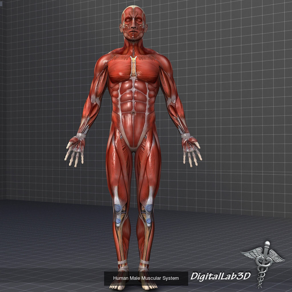 Complete Human Body Systems Collection _12