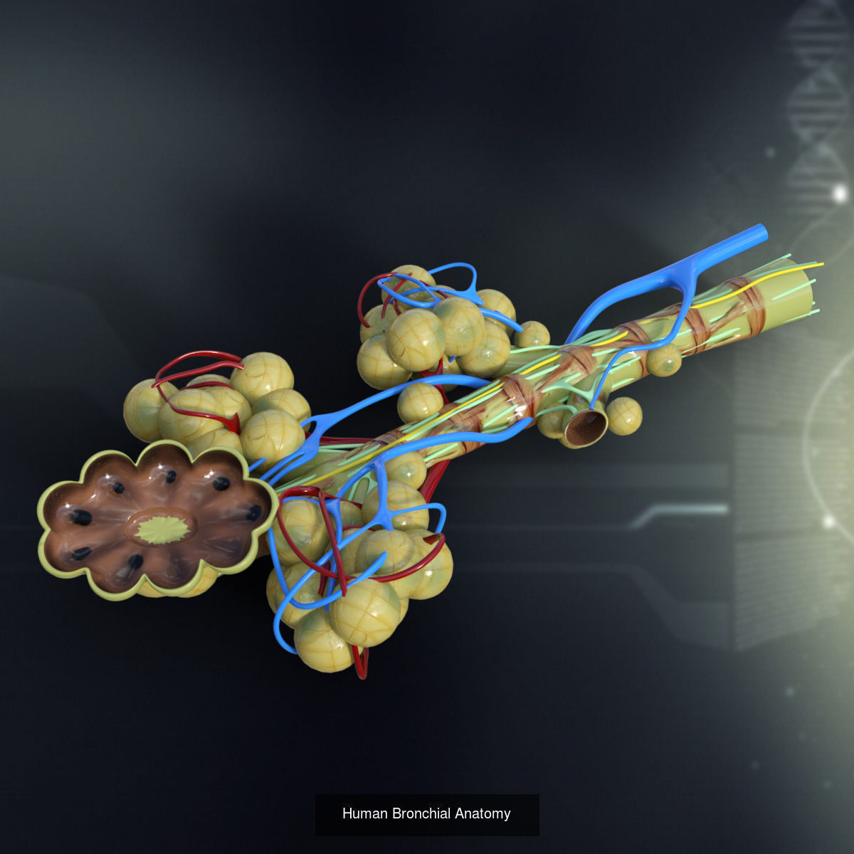 Complete Human Body Systems Collection _5