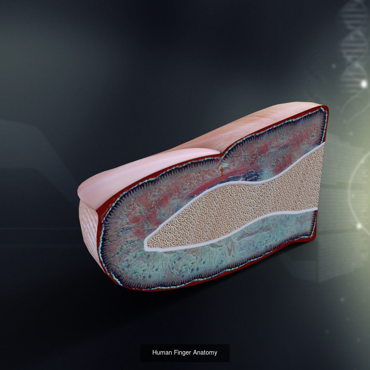 Complete Human Body Systems Collection _6