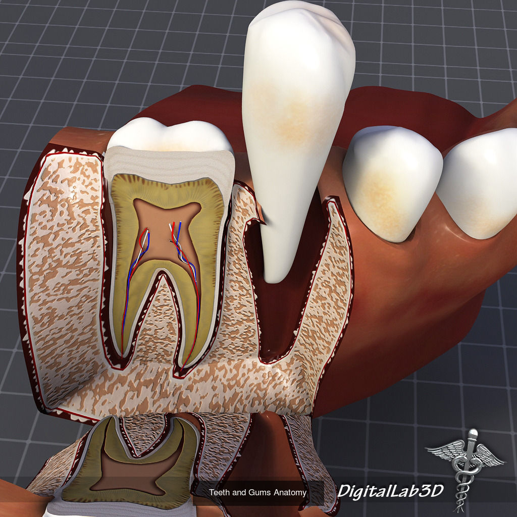 Complete Human Body Systems Collection _8