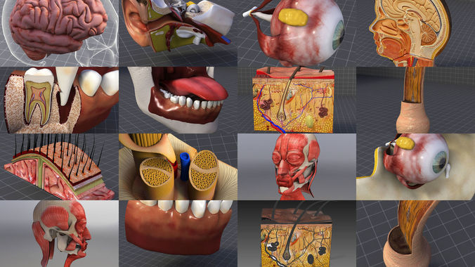 Cephalic Anatomy Collection - Head 