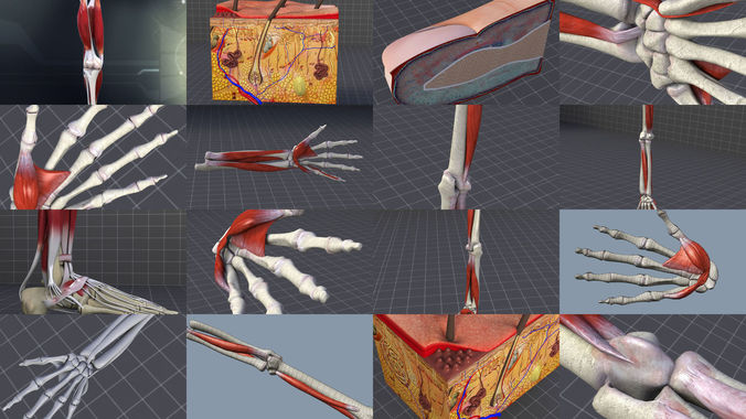 Upper and Lower Extremities - Limbs 3D Model Collection