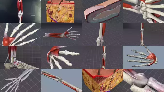 Upper and Lower Extremities - Limbs 3D Model Collection
