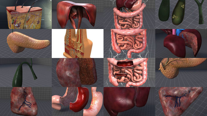 Complete Abdominal Organs 3D Model Collection