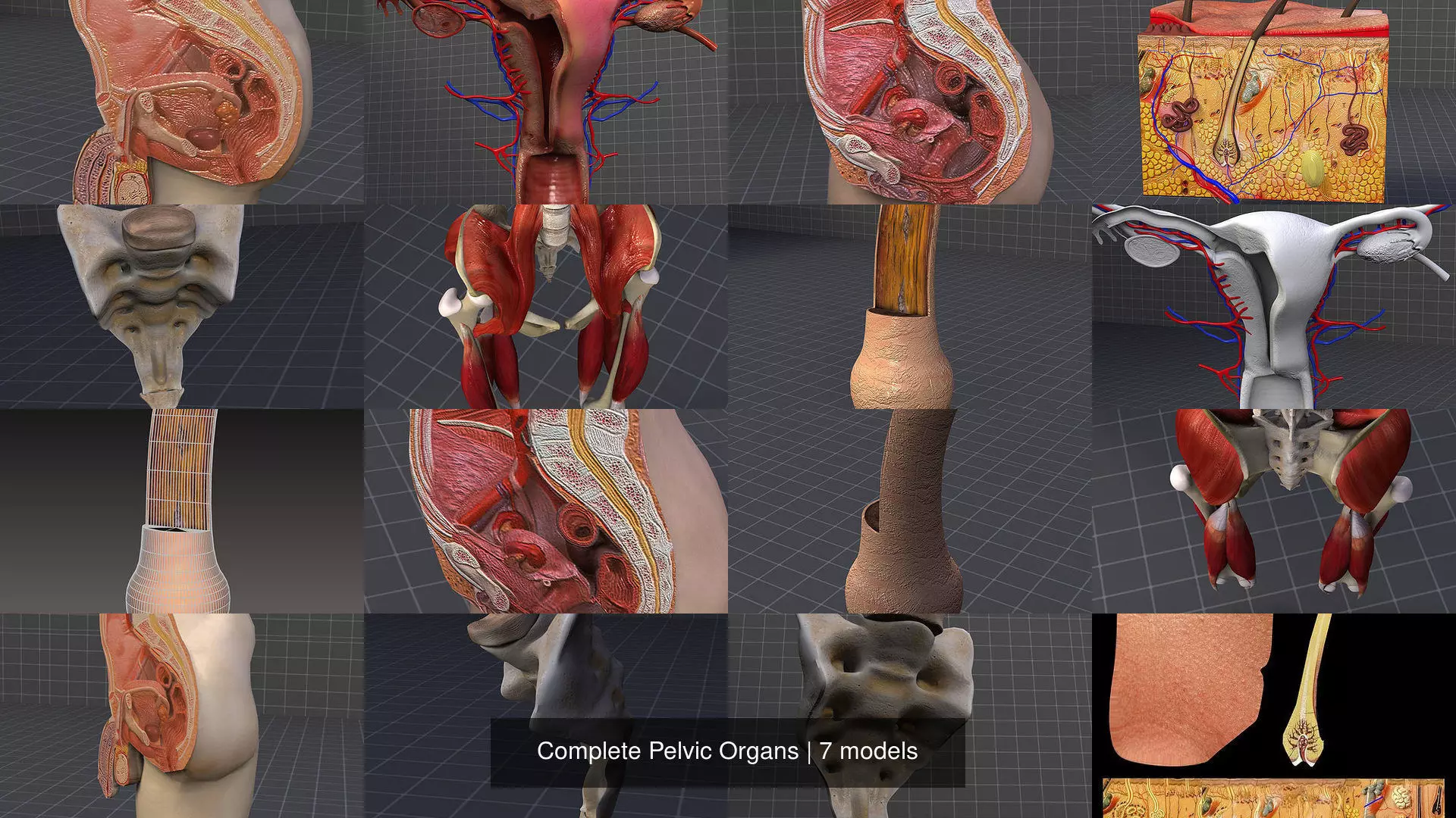 Complete Pelvic Organs 3D Model Collection_1