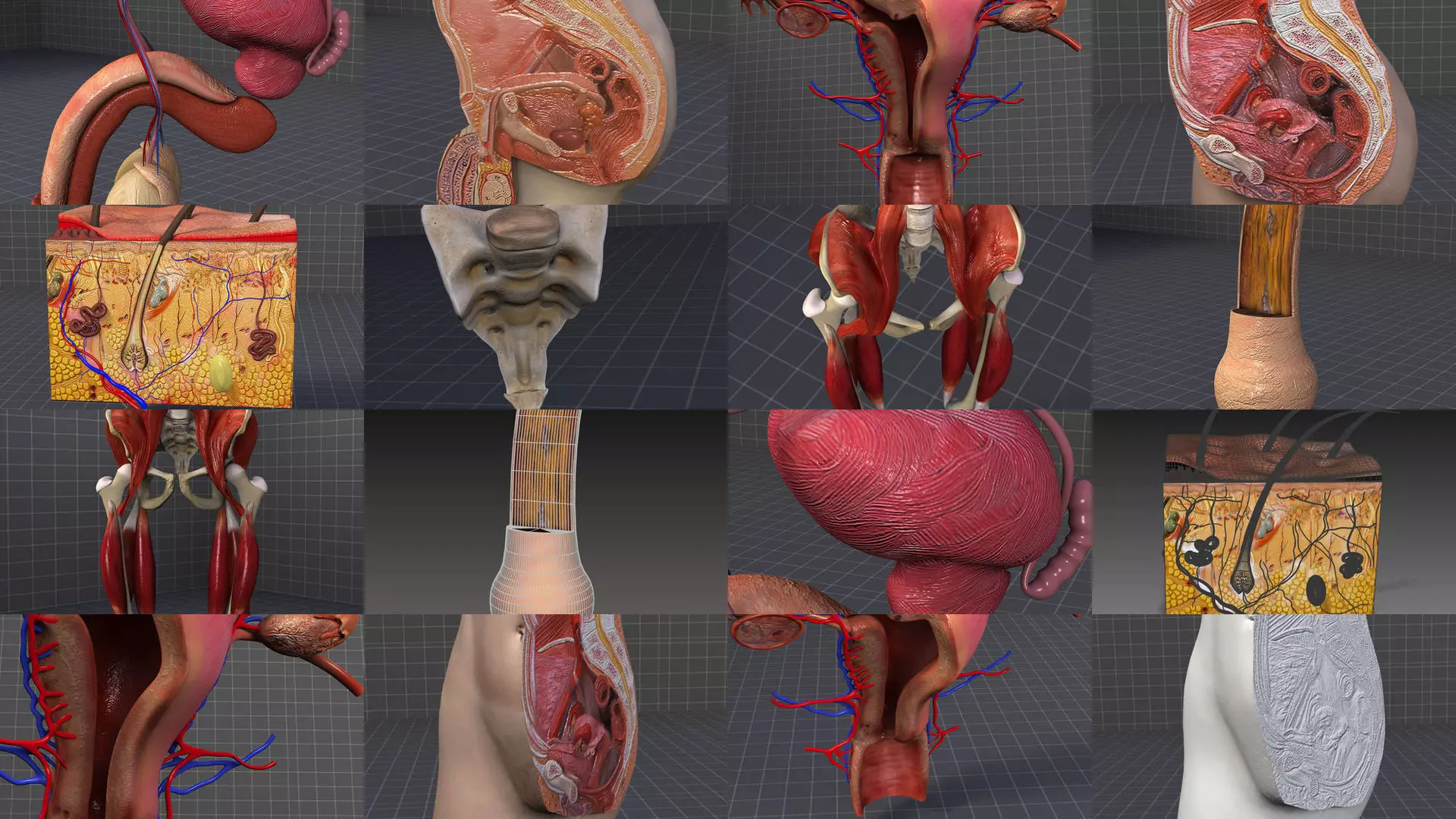 Complete Pelvic Organs 3D Model Collection_0