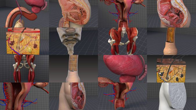 Complete Pelvic Organs 3D Model Collection