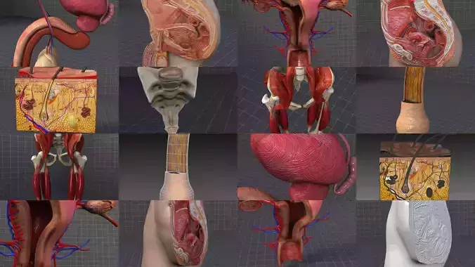 Complete Pelvic Organs 3D Model Collection