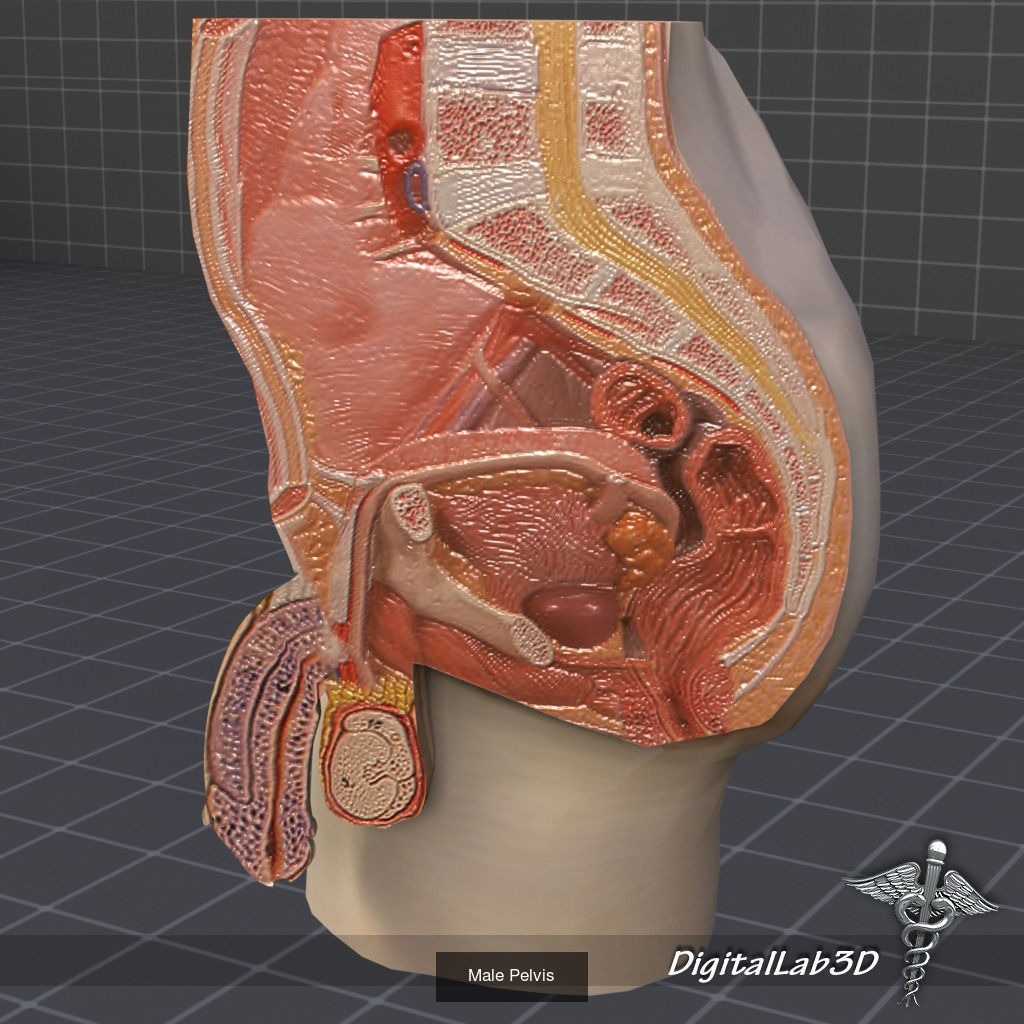Complete Pelvic Organs 3D Model Collection_2