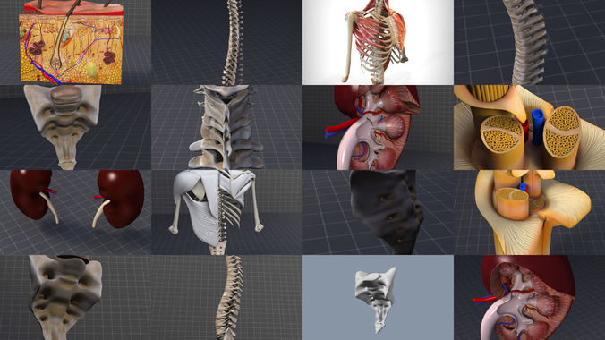Dorsal and Lumbar Organs 3D Model Collection