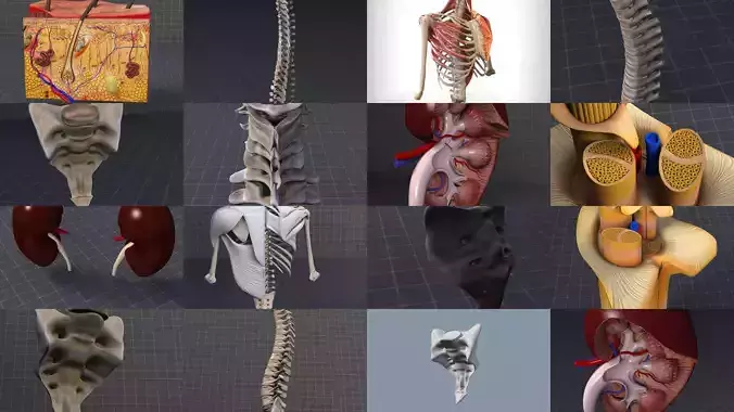 Dorsal and Lumbar Organs 3D Model Collection