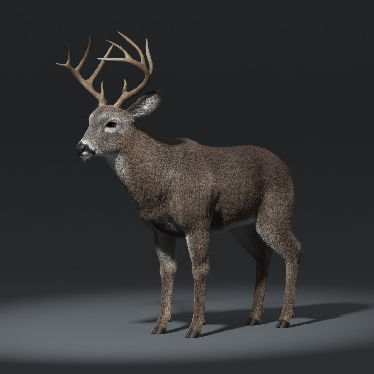White Tailed Deer FUR 3D Model .max .obj .fbx