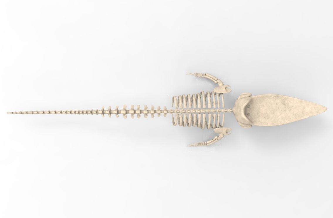 Sperm Whale Skeleton 3D Model 3D model_4
