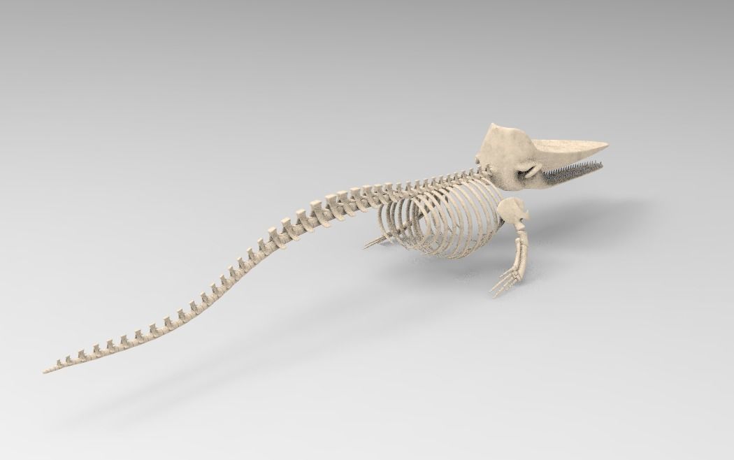 Sperm Whale Skeleton 3D Model 3D model_2