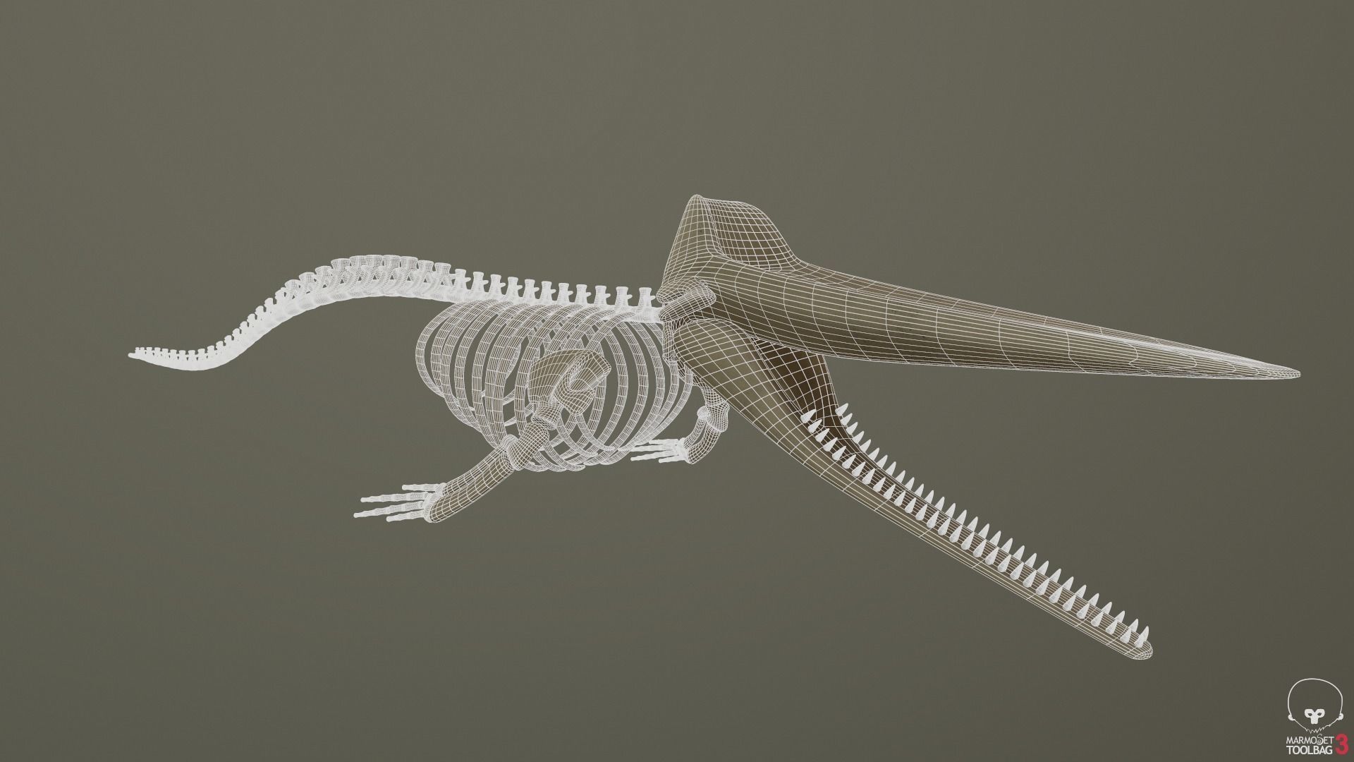 Sperm Whale Skeleton 3D Model 3D model_7