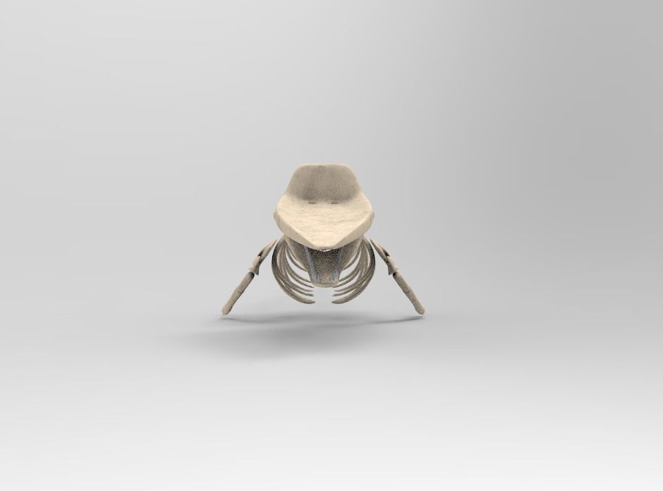Sperm Whale Skeleton 3D Model 3D model_3