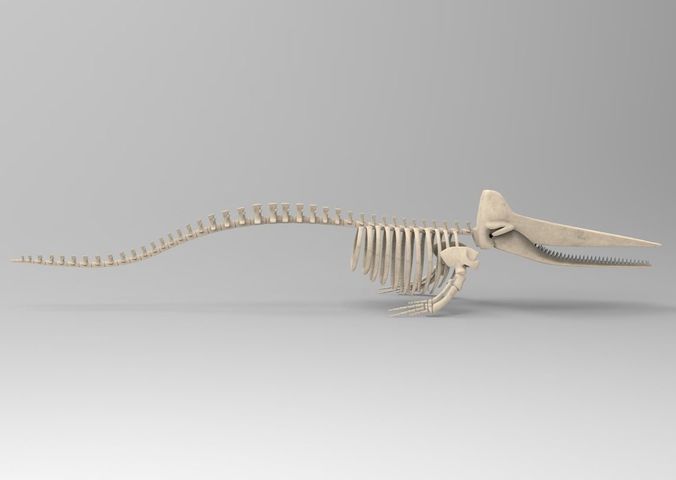 Sperm Whale Skeleton 3D Model 3D model