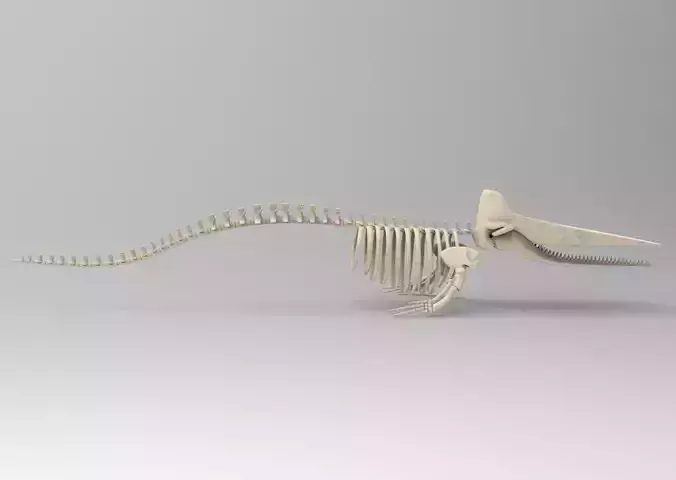 Sperm Whale Skeleton 3D Model