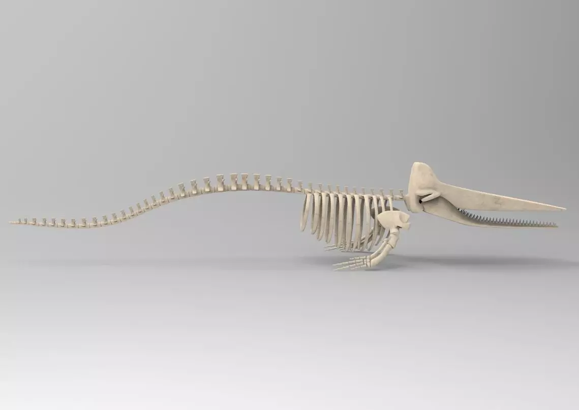 Sperm Whale Skeleton 3D Model 3D model_0
