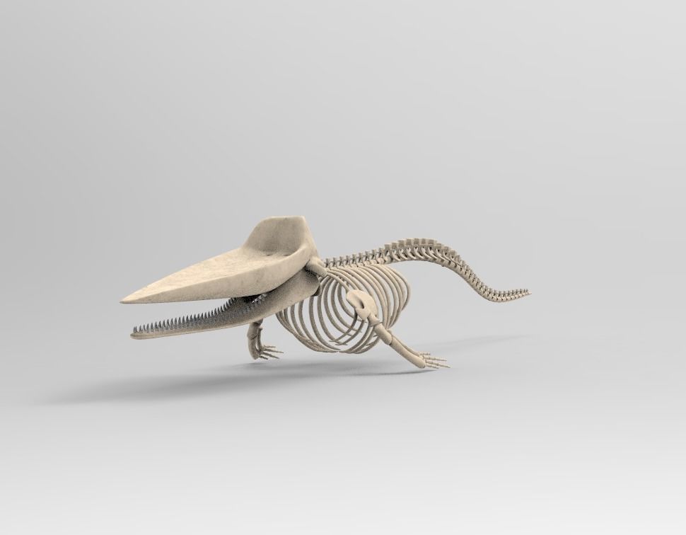 Sperm Whale Skeleton 3D Model 3D model_5