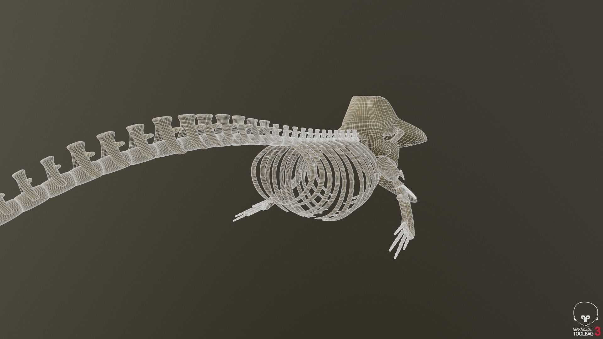 Sperm Whale Skeleton 3D Model 3D model_8