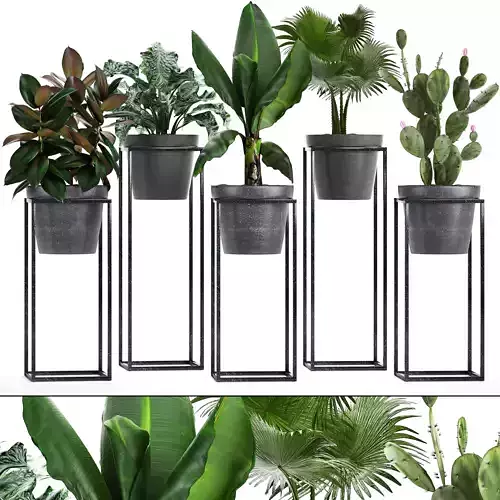 Collection Exotic plants