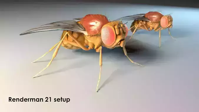 Fruit Flies Accurate - Male and Female