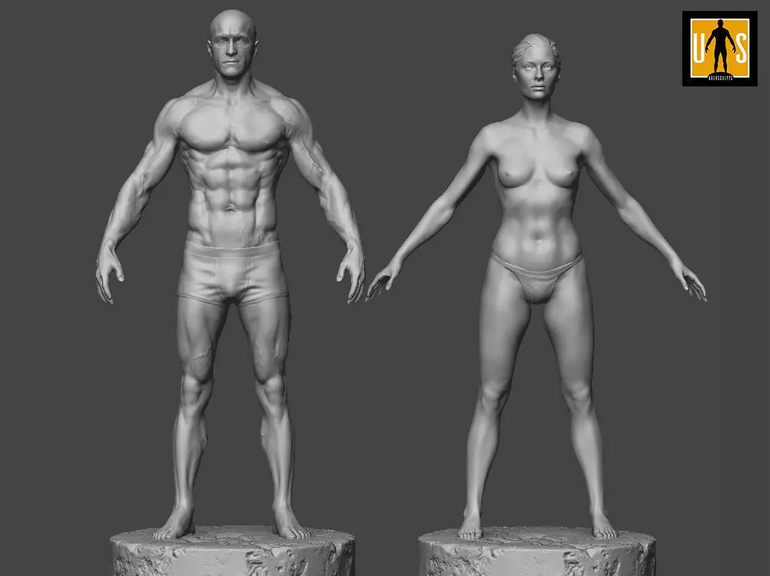 Male and female anatomy models pack 3D print model