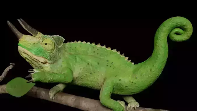 Jackson Chameleon 3D model